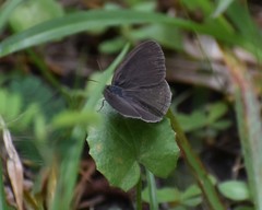 Hermeuptychia sosybius