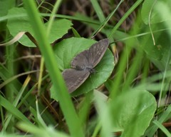 Hermeuptychia sosybius