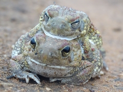 Sclerophrys pentoni