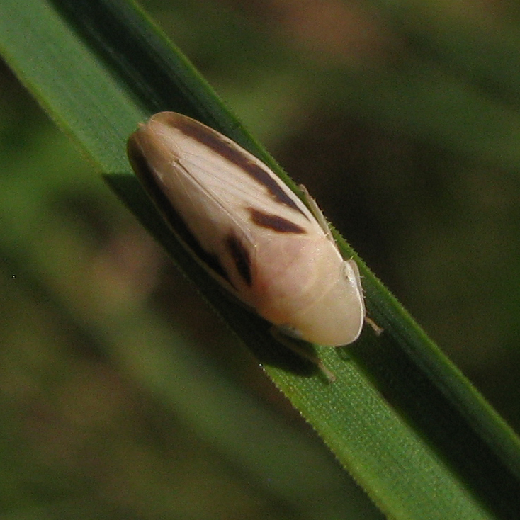 Hecalus montanus