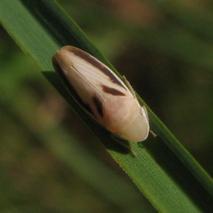 Hecalus montanus
