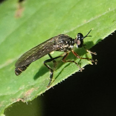 Dioctria hyalipennis