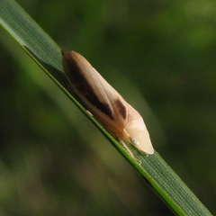 Hecalus montanus