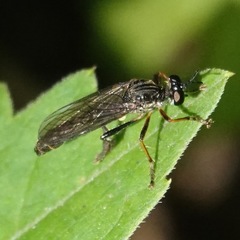 Dioctria hyalipennis