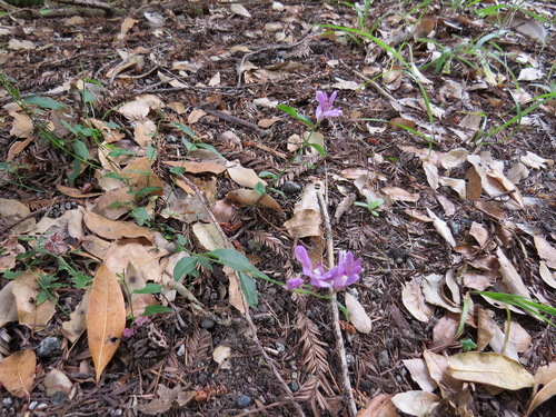 Rhinotropis californica, photograph 2