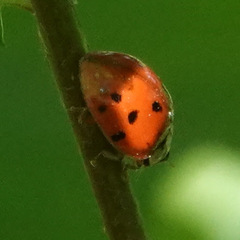 Harmonia axyridis