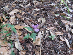 Rhinotropis californica, photograph Garth Harwood, CC BY, iNaturalist via GBIF
