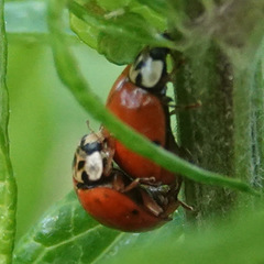 Harmonia axyridis
