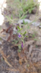 Allophyllum gilioides