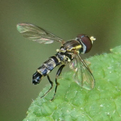 Toxomerus geminatus