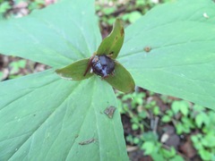 Trillium apetalon