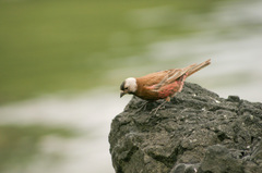 Leucosticte tephrocotis griseonucha