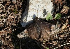 Erynnis lucilius