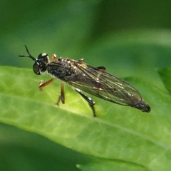 Dioctria hyalipennis