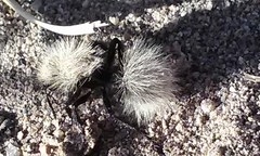 Dasymutilla coccineohirta