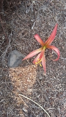 Sprekelia formosissima