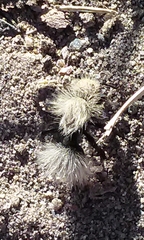 Dasymutilla coccineohirta