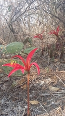 Sprekelia formosissima