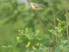Pogoniulus chrysoconus