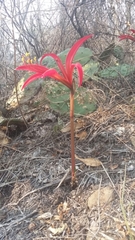 Sprekelia formosissima