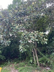 Miconia argentea