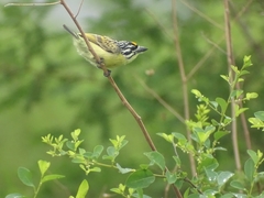 Pogoniulus chrysoconus