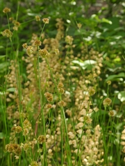 Juncus bolanderi