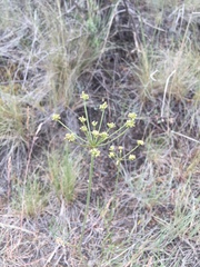 Lomatium triternatum brevifolium