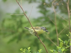 Pogoniulus chrysoconus