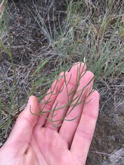 Lomatium triternatum brevifolium