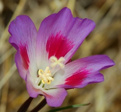 Clarkia gracilis sonomensis