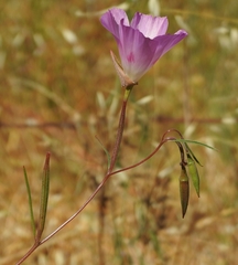 Clarkia gracilis sonomensis
