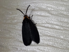 Acoloithus falsarius