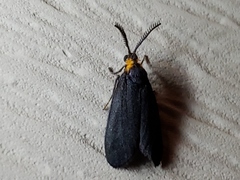 Acoloithus falsarius
