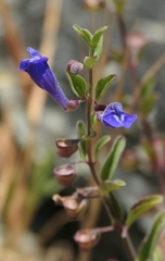 Scutellaria antirrhinoides