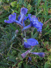 Delphinium decorum decorum
