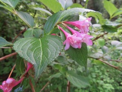 Weigela hortensis