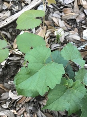 Vitis monticola