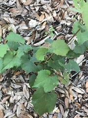 Vitis monticola