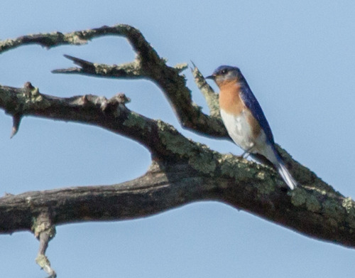 photo of Eastern Bluebird (Sialia sialis)