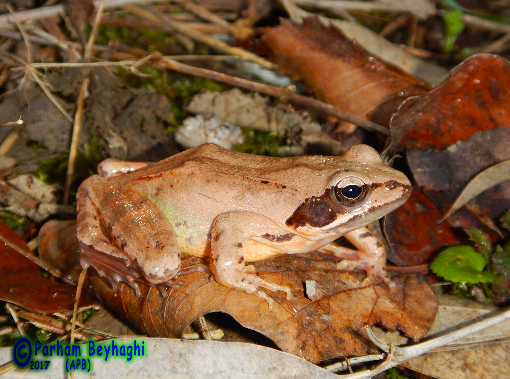 Hyrcanian Frog