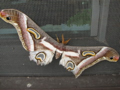 Epiphora boolana