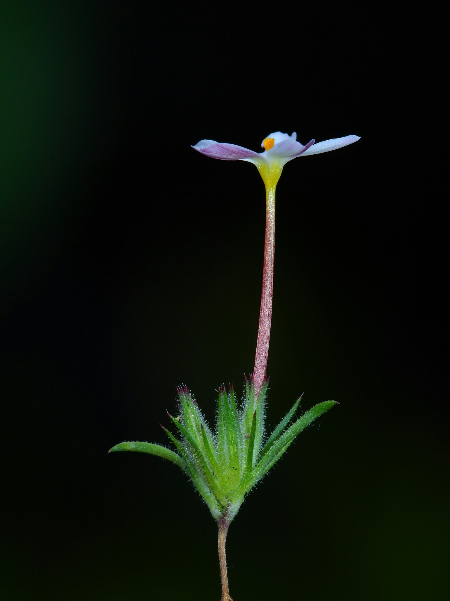 Leptosiphon latisectus