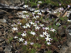 Leptosiphon latisectus