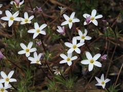 Leptosiphon latisectus