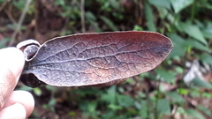 Dipterocarpus retusus