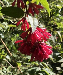 Cestrum fasciculatum