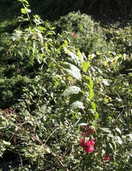 Cestrum fasciculatum
