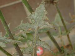 Golovinomyces sonchicola