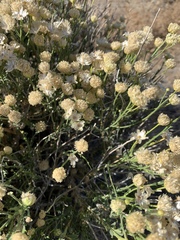 Acamptopappus sphaerocephalus